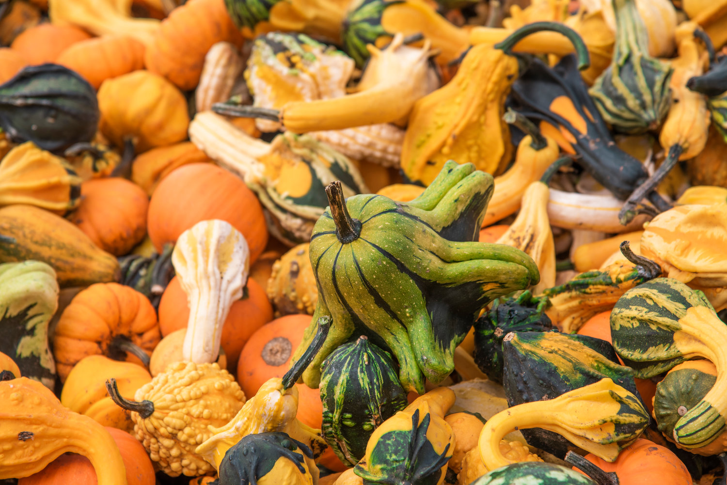 Decorative gourds fill a display at The Huntting’s Farm in Cinebar on Wednesday.